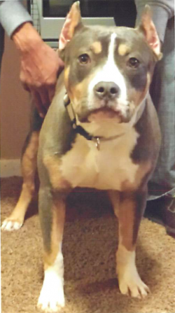 Dog Featured Image