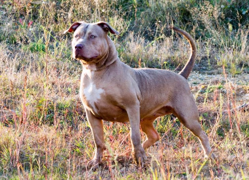 Dog Featured Image