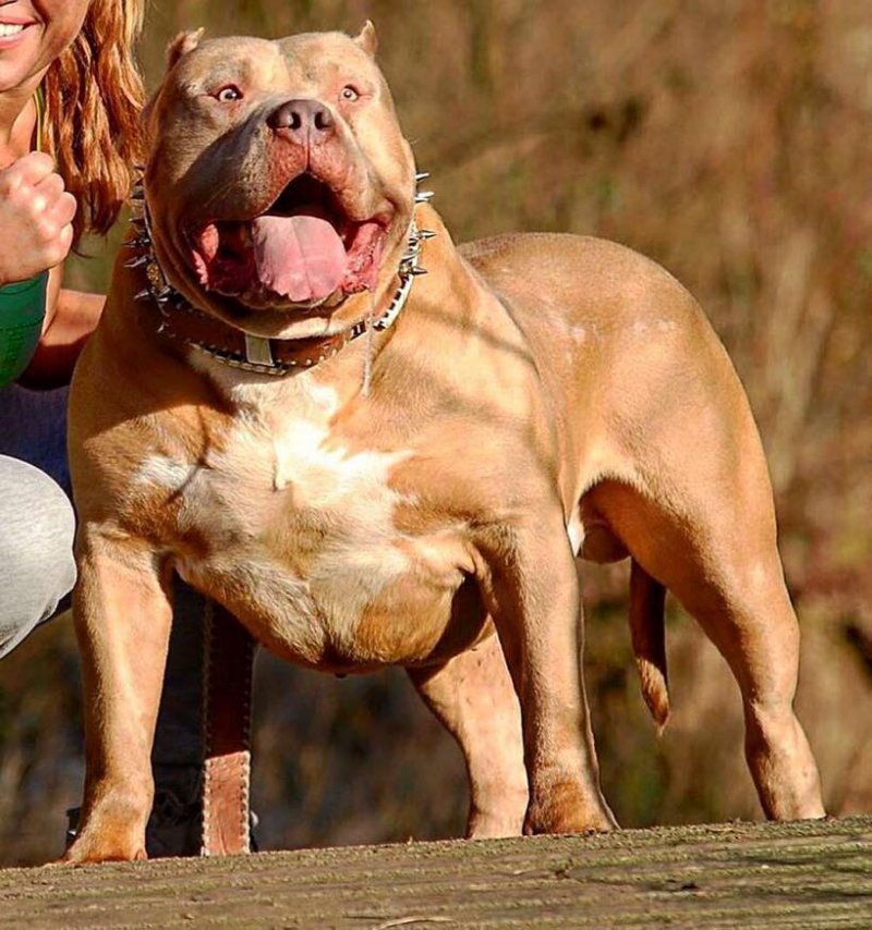 Dog Featured Image