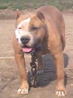 Dog Featured Image