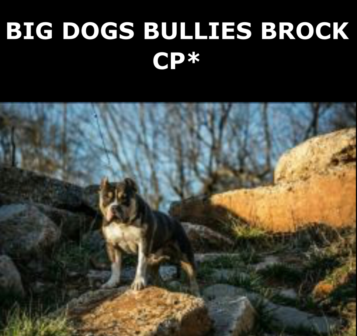 Dog Featured Image