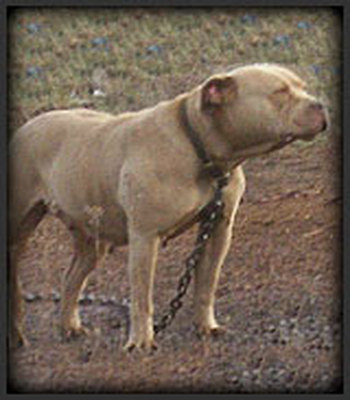 Dog Featured Image