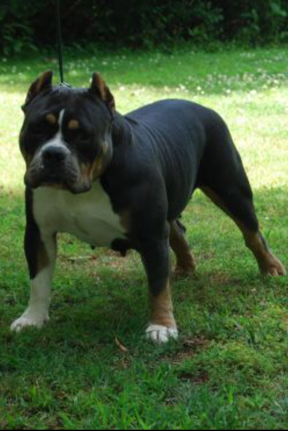 Dog Featured Image