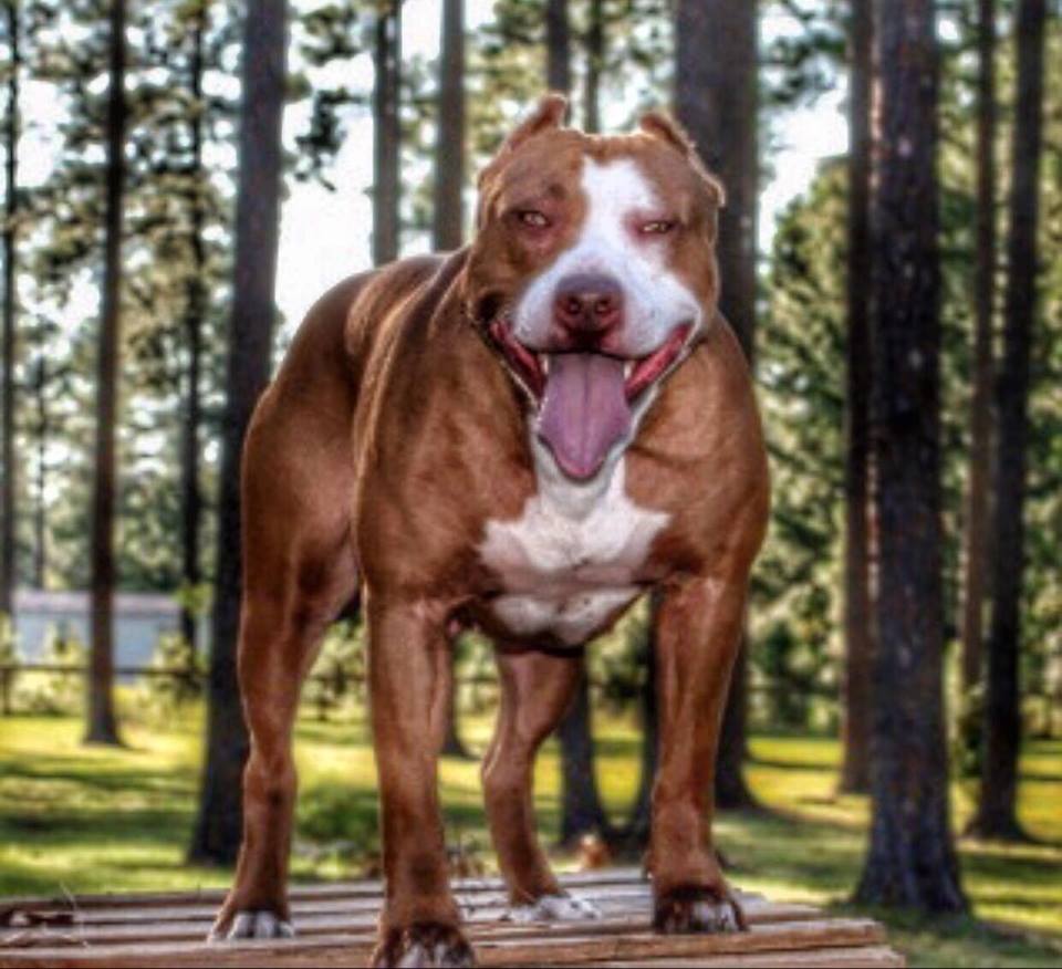 Dog Featured Image
