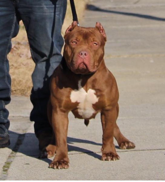 Dog Featured Image