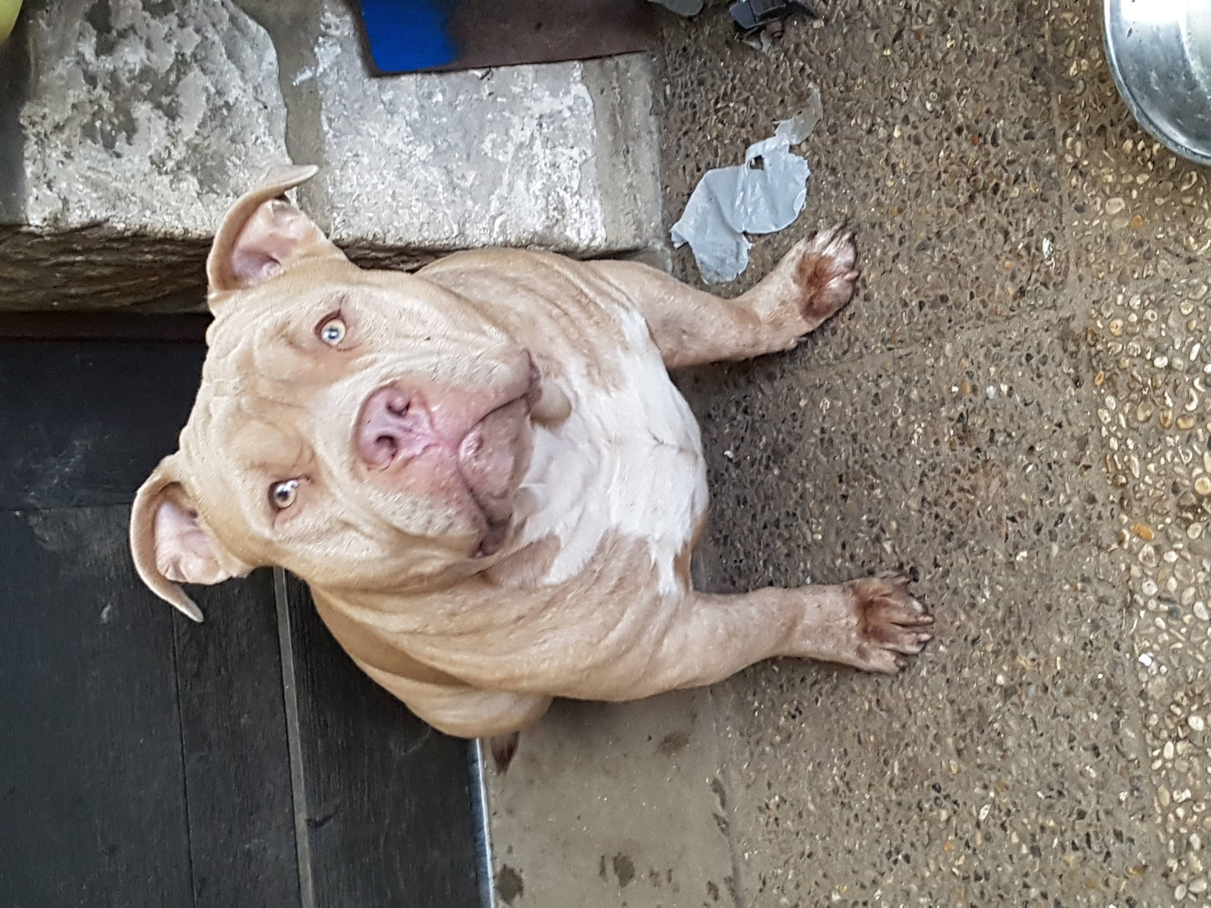 Dog Featured Image