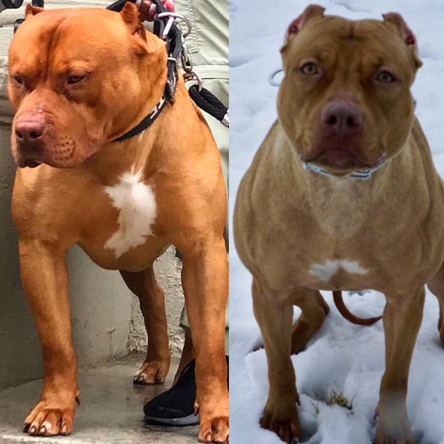 Dog Featured Image