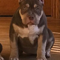 Dog Featured Image