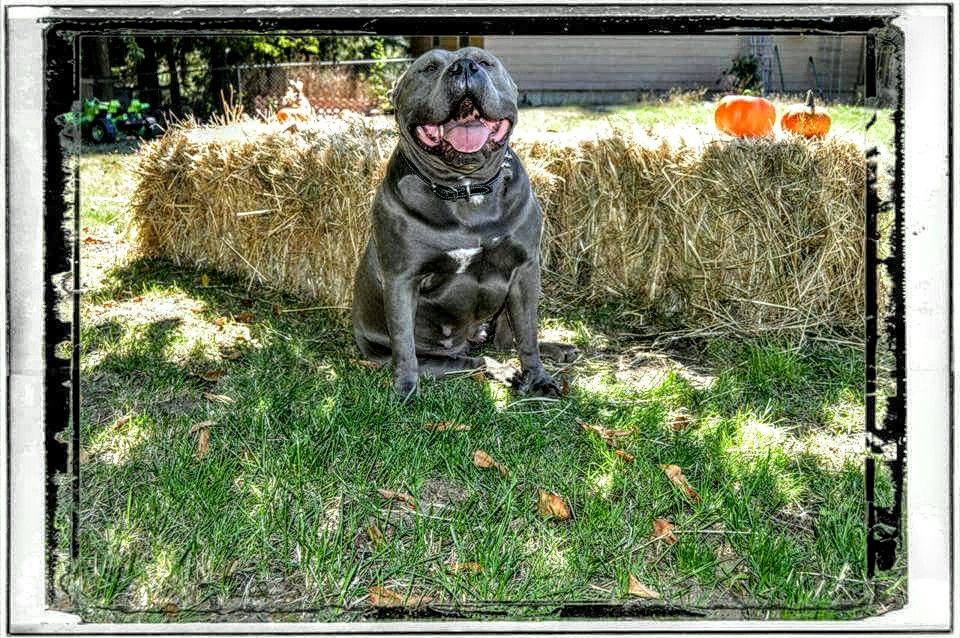 Dog Featured Image