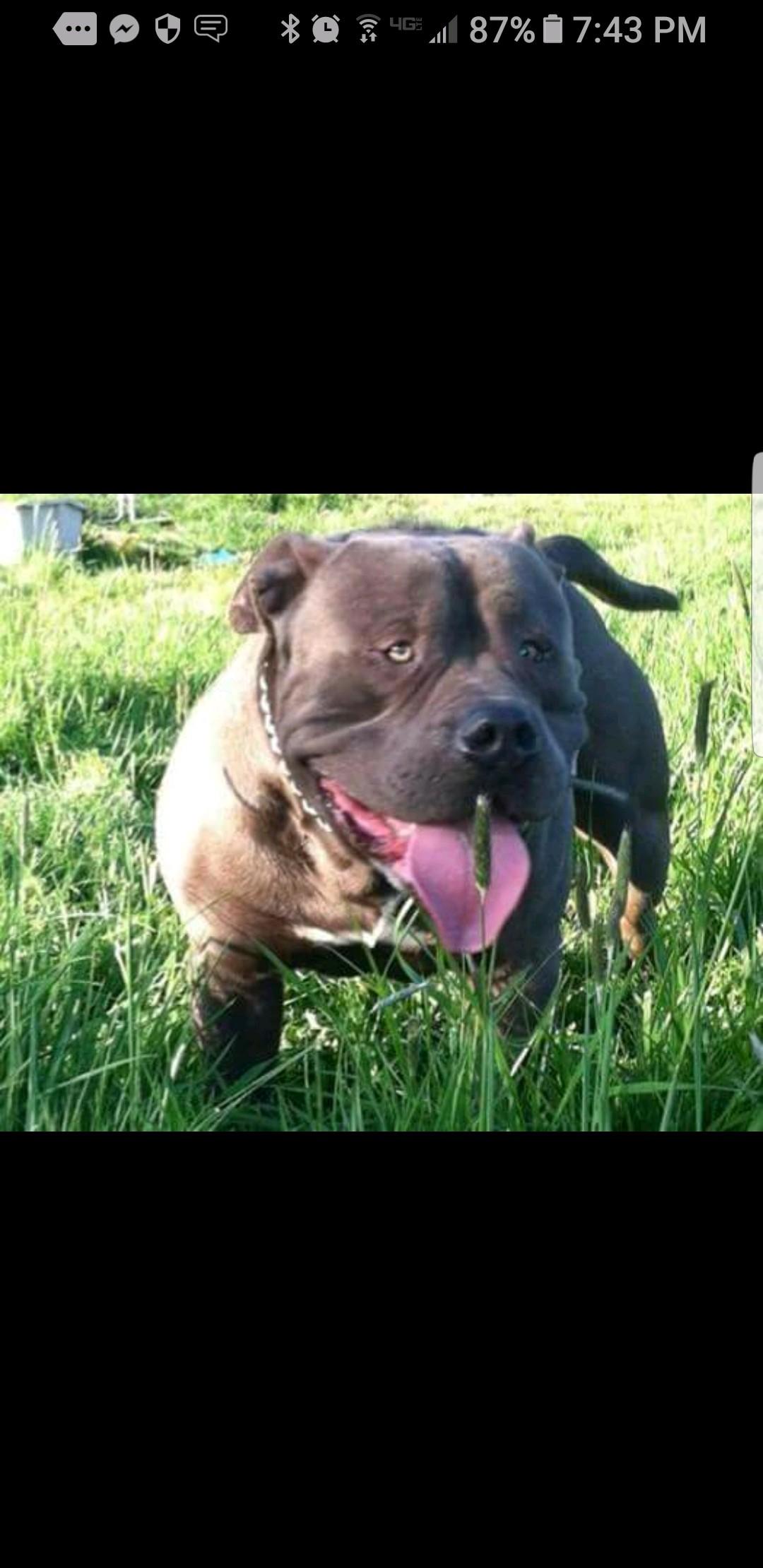 Dog Featured Image