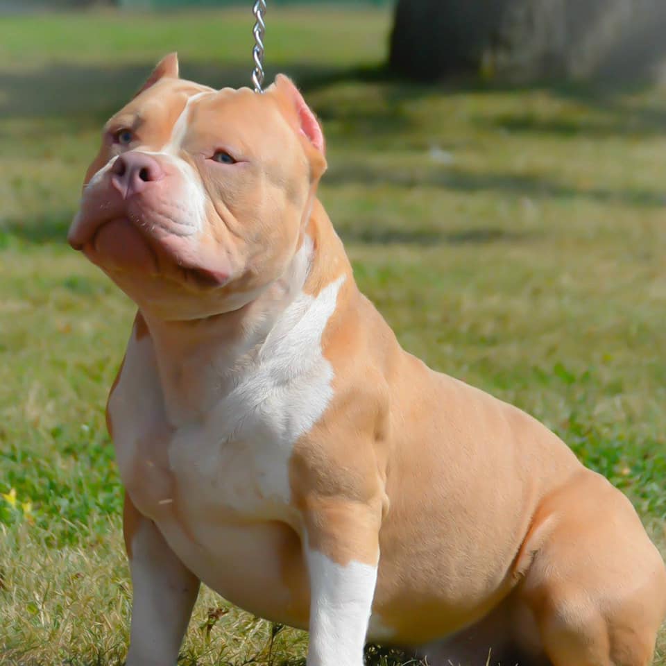 Dog Featured Image