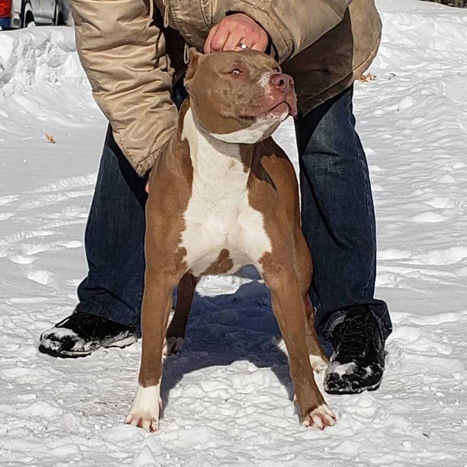 Dog Featured Image
