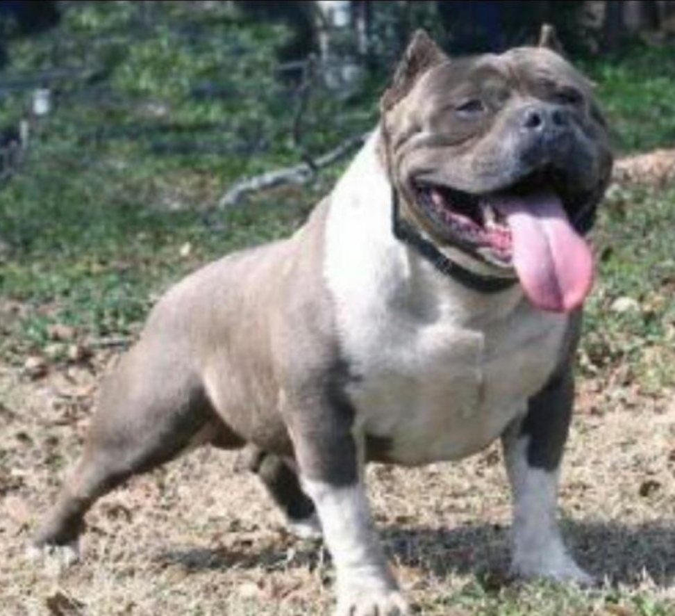Dog Featured Image