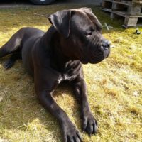 Dog Featured Image