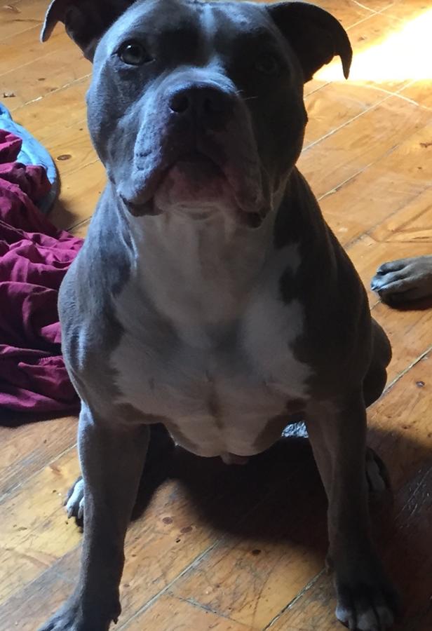 Dog Featured Image