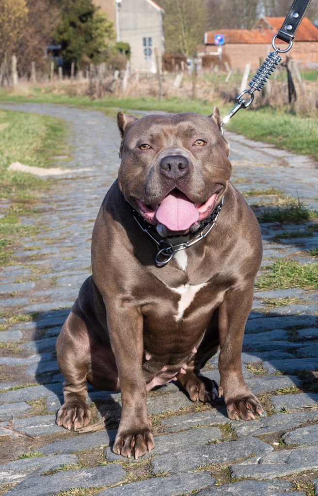 Dog Featured Image