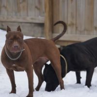 Dog Featured Image