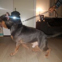 Dog Featured Image