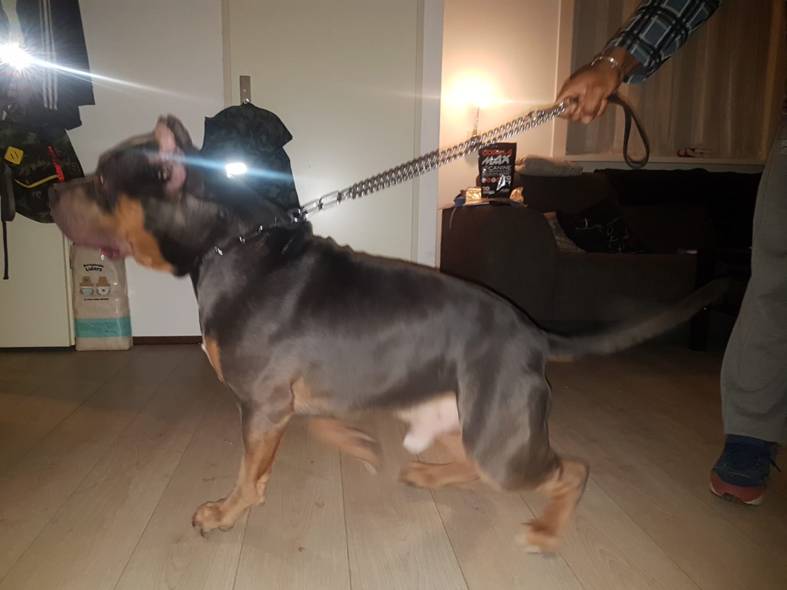 Dog Featured Image