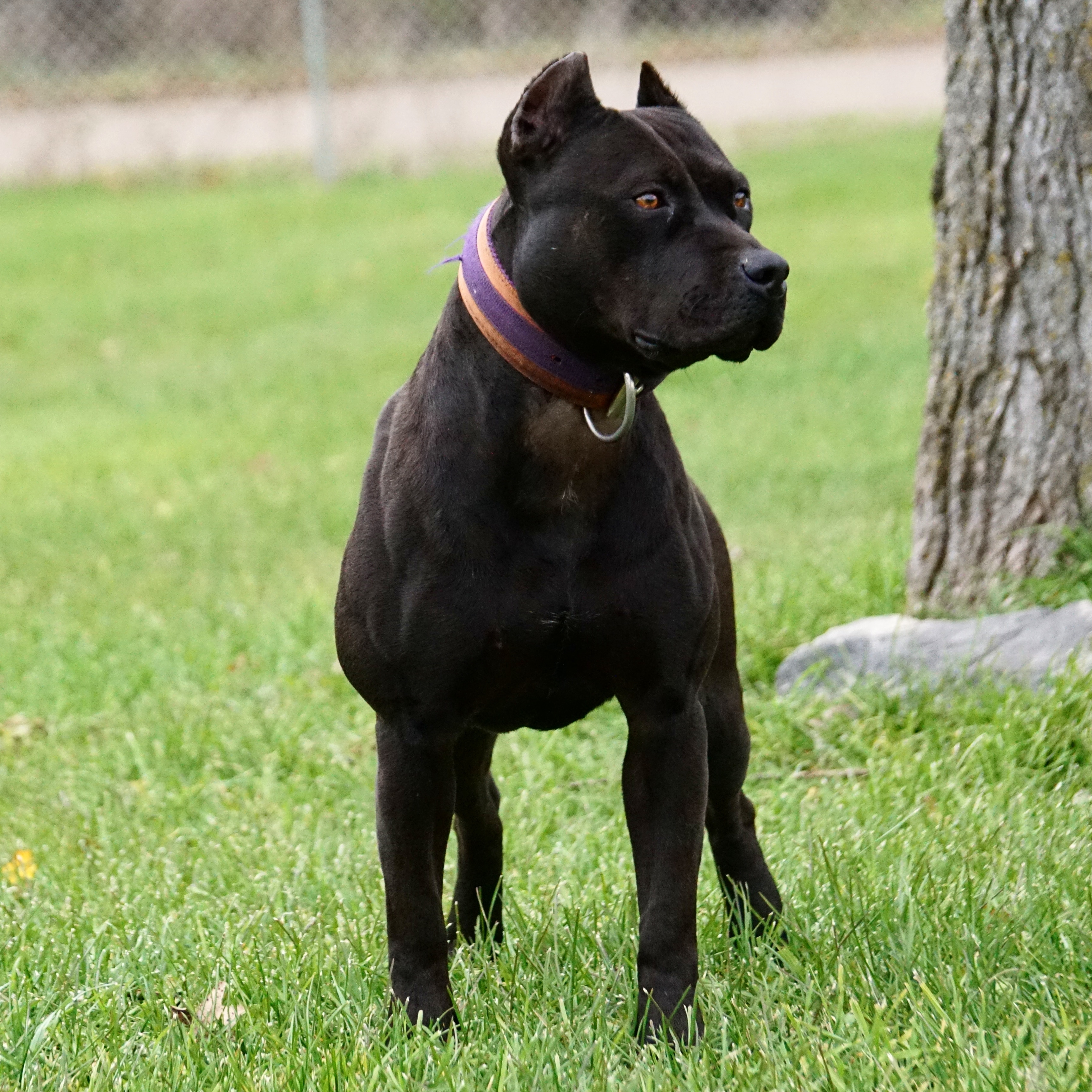 Dog Featured Image