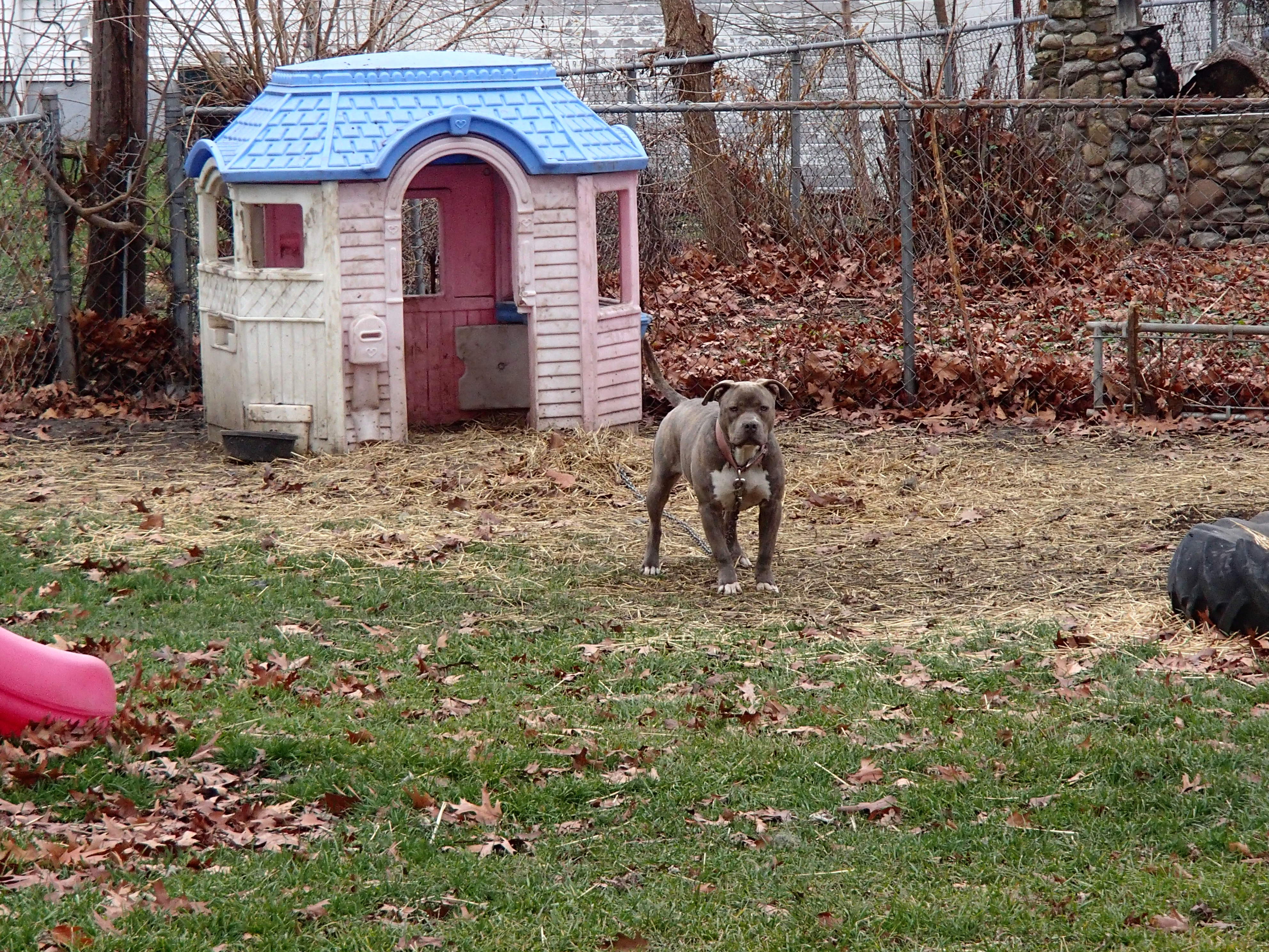 Dog Featured Image