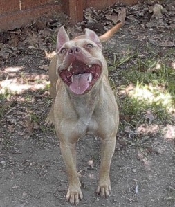 Dog Featured Image