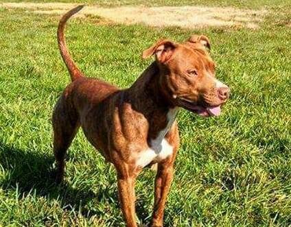 Dog Featured Image