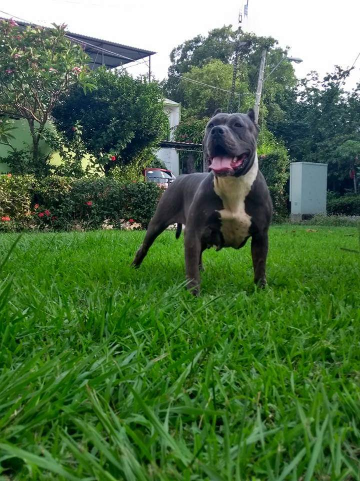 Dog Featured Image