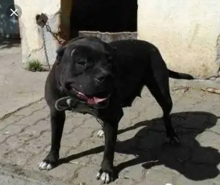 Dog Featured Image