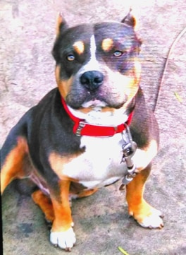 Dog Featured Image