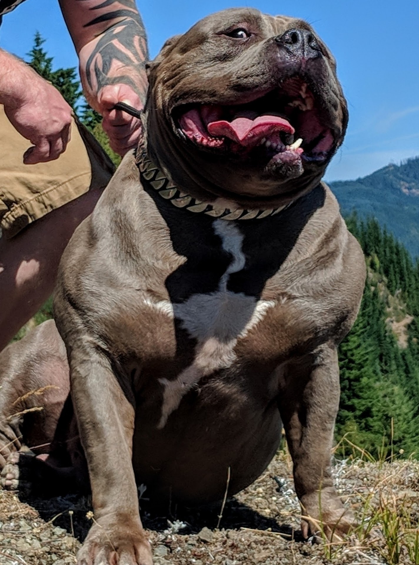 Dog Featured Image