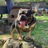 Dog Featured Image