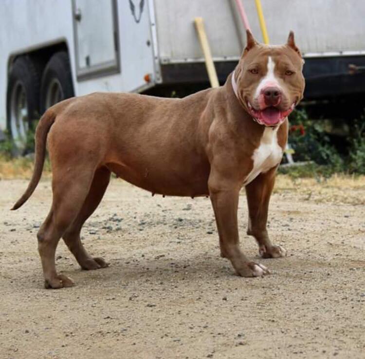 Dog Featured Image