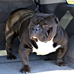 Dog Featured Image