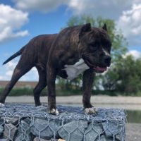 Dog Featured Image