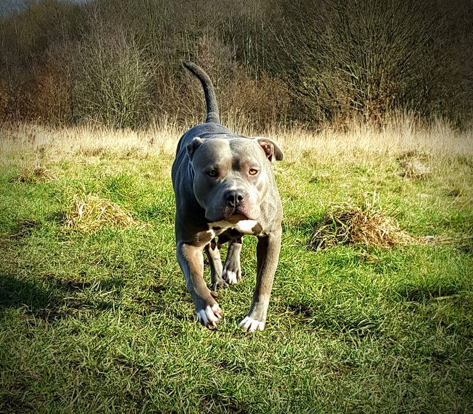 Dog Featured Image