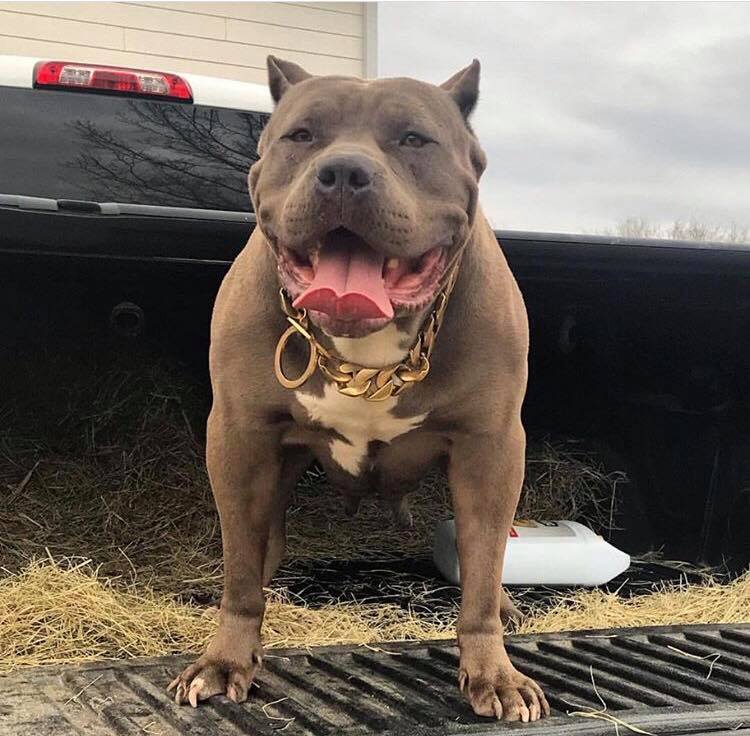 Dog Featured Image