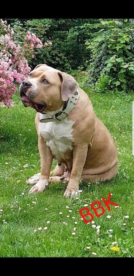 Dog Featured Image