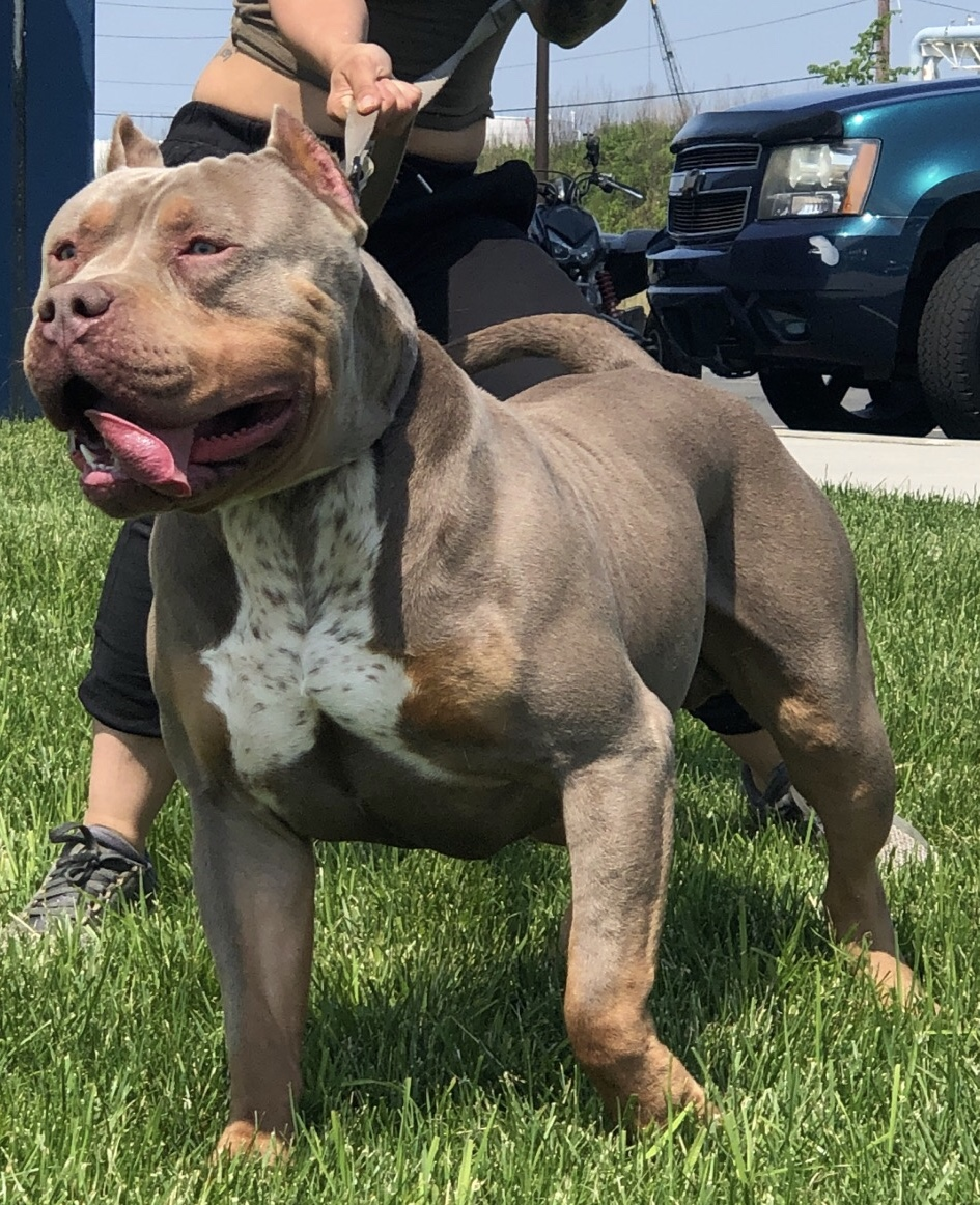 Dog Featured Image