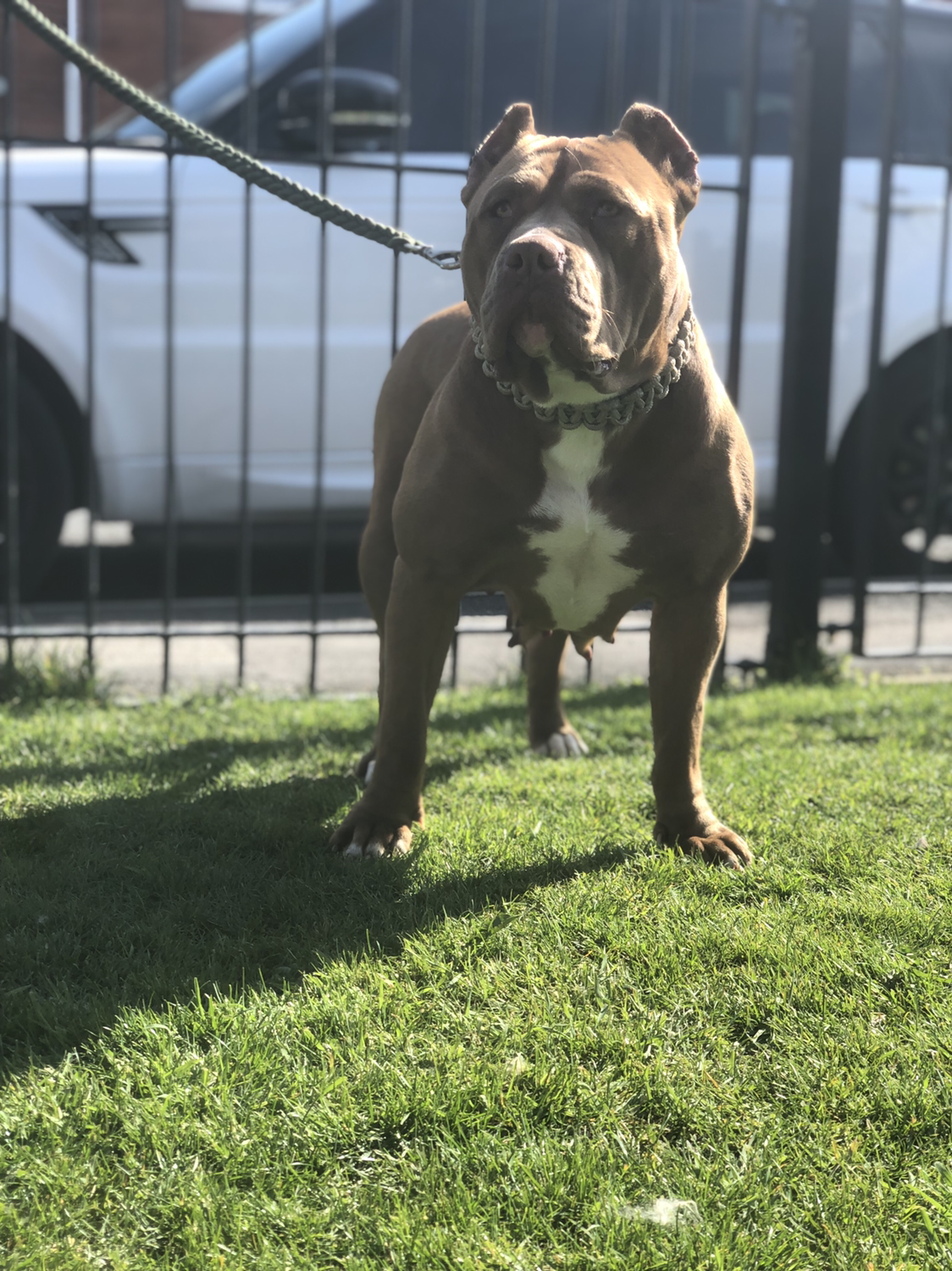 Dog Featured Image