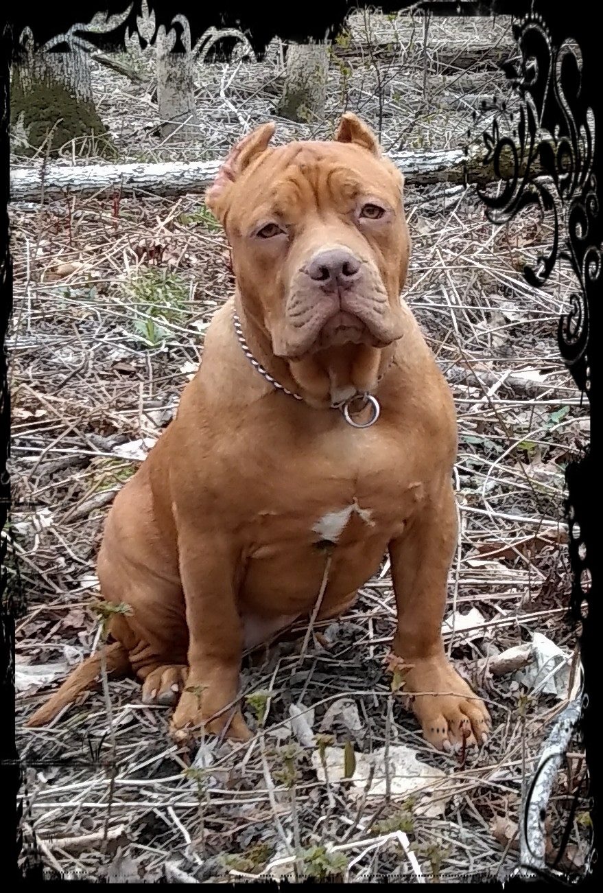 Dog Featured Image