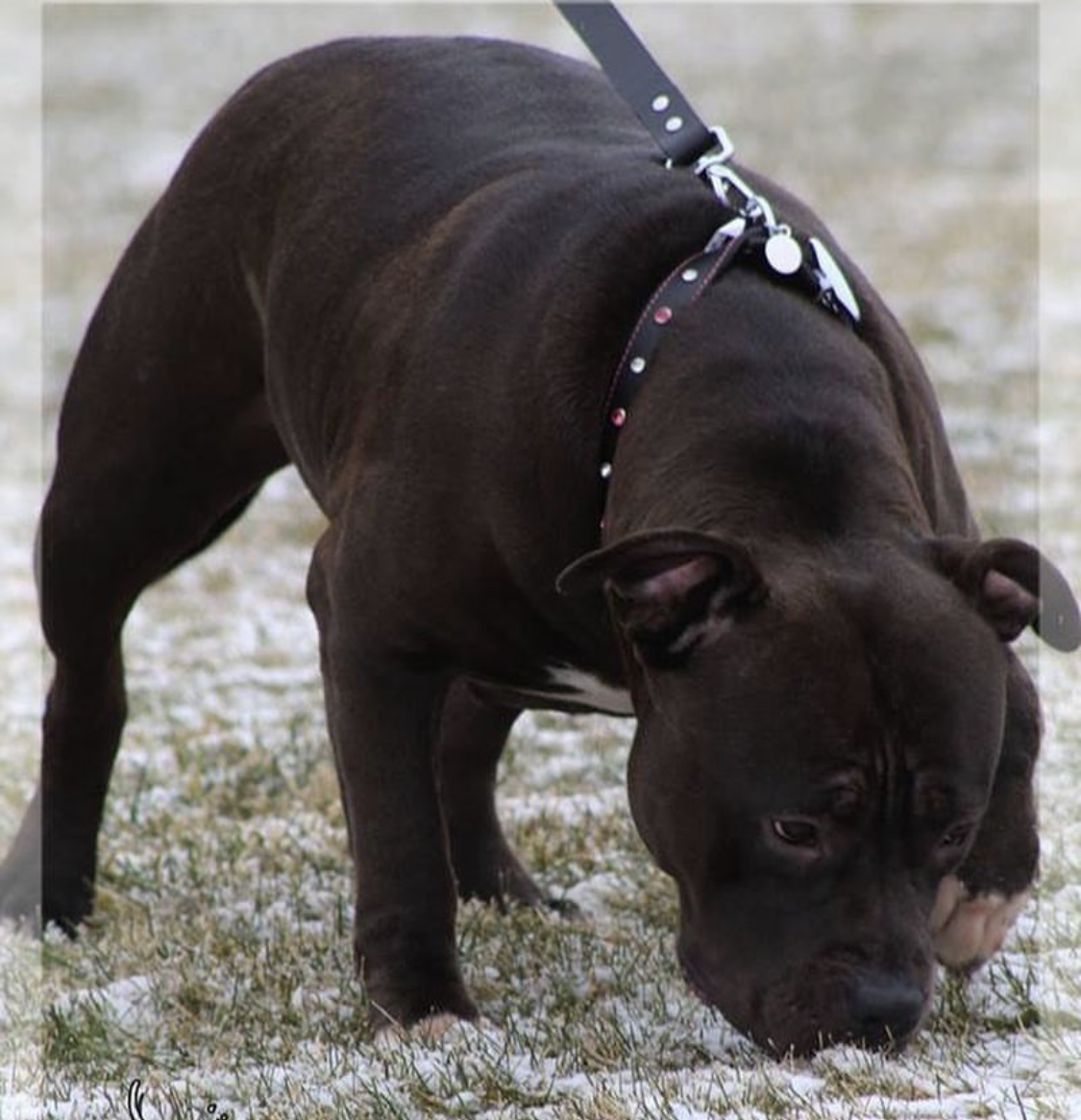 Dog Featured Image