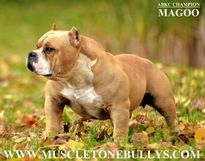 Dog Featured Image