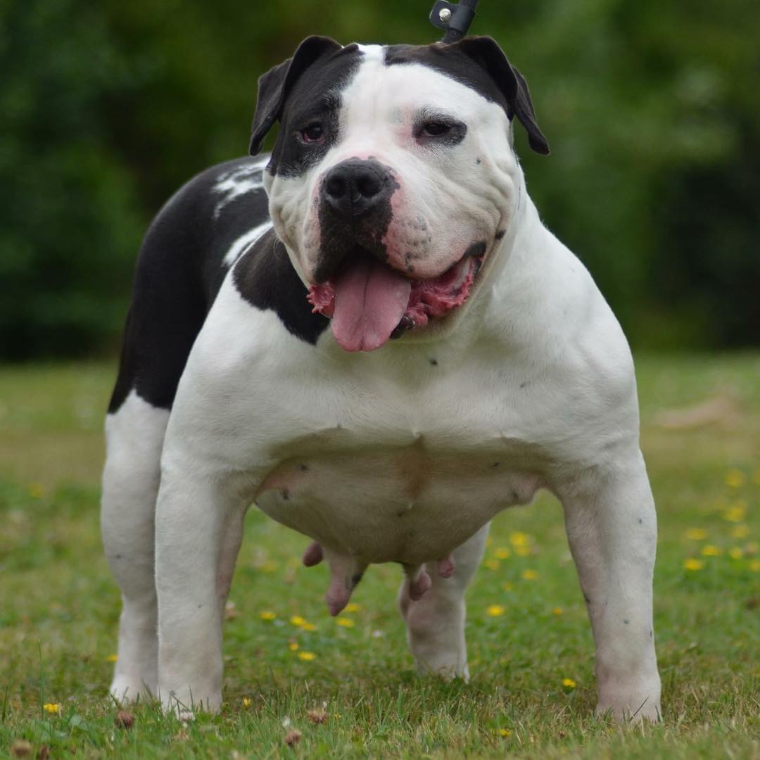 Dog Featured Image