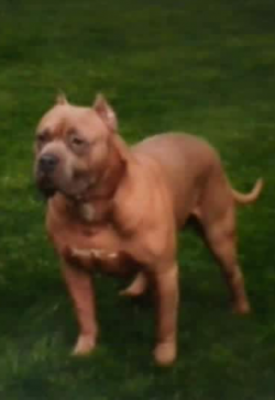 Dog Featured Image