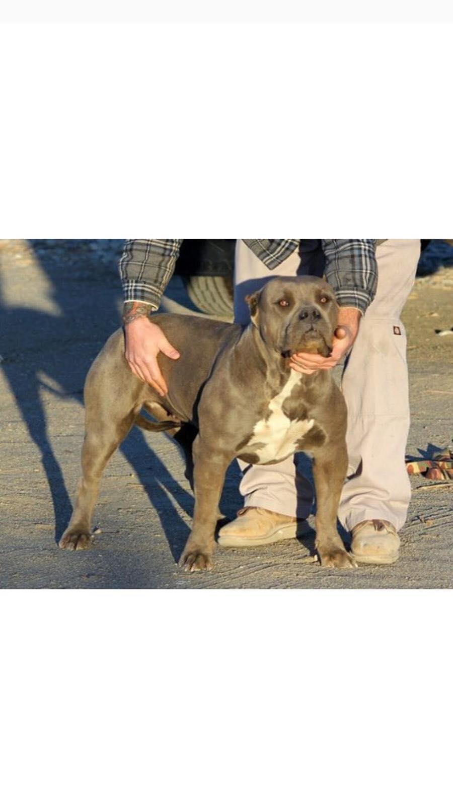 Dog Featured Image
