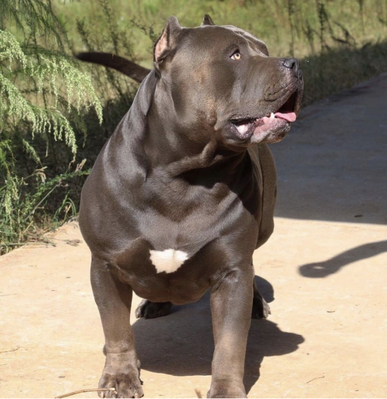 Dog Featured Image