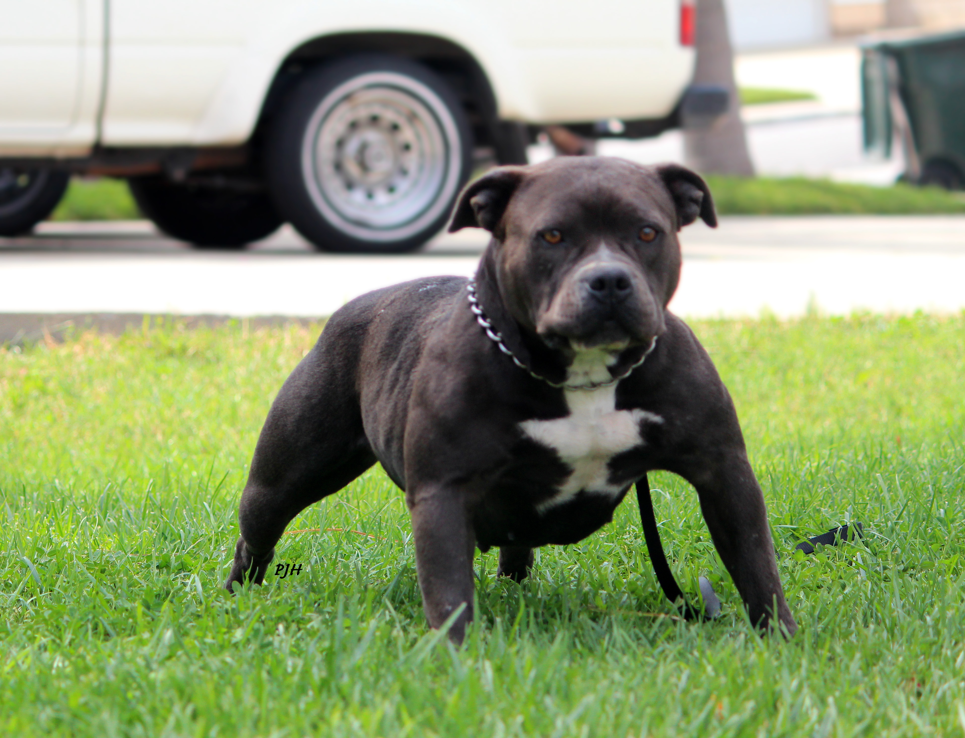 Dog Featured Image