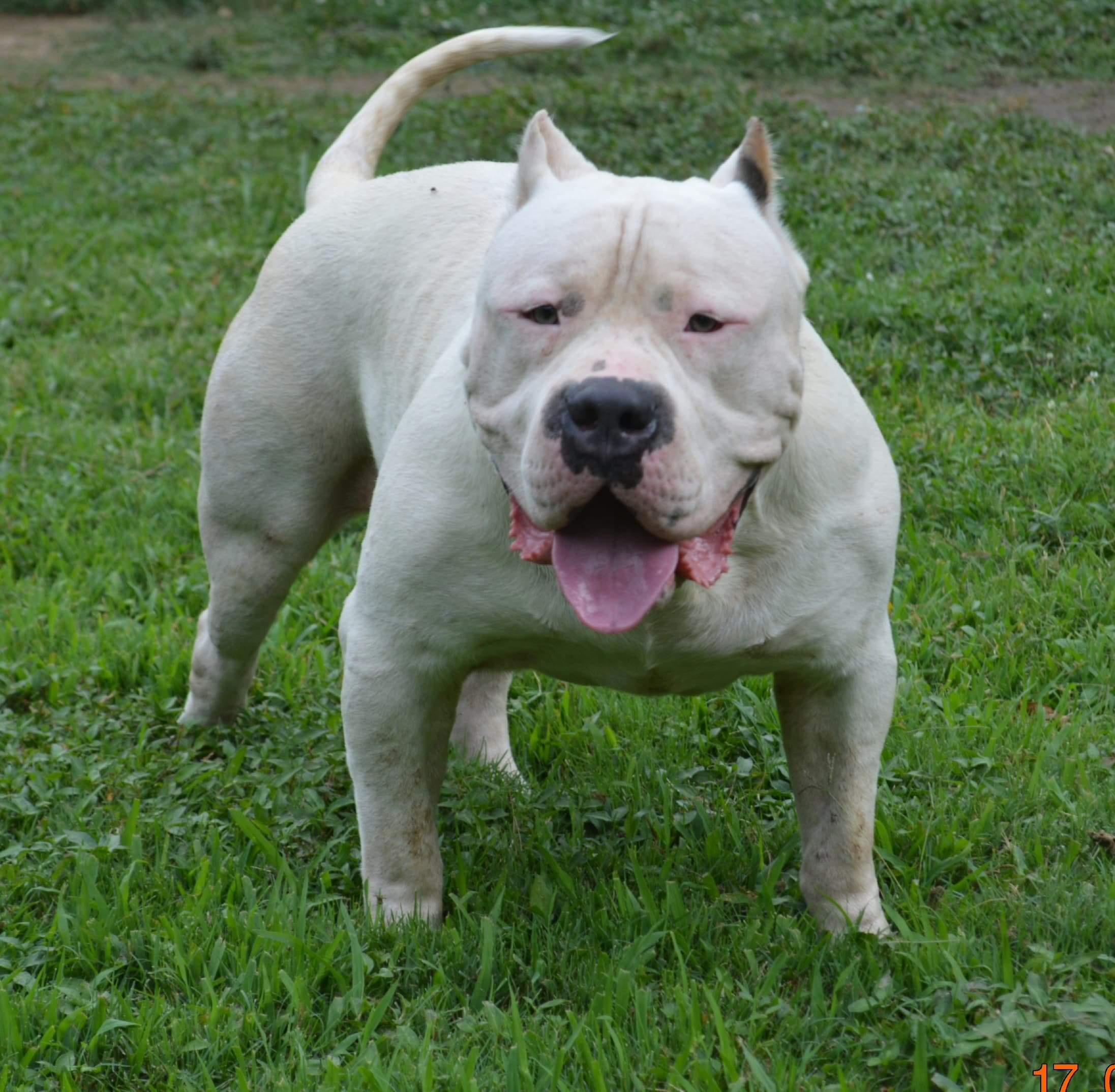 Dog Featured Image