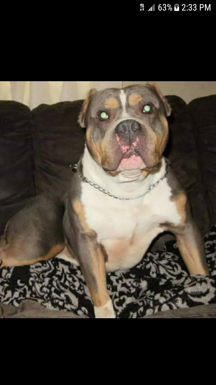 Dog Featured Image